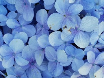 Гортензія: магія кольорів і секрети цвітіння протягом року