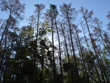 Шкідники знищили тисячі гектарів лісу на Волині