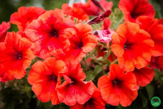 Квіти Луцького зоопарку: 37 дивовижних фото