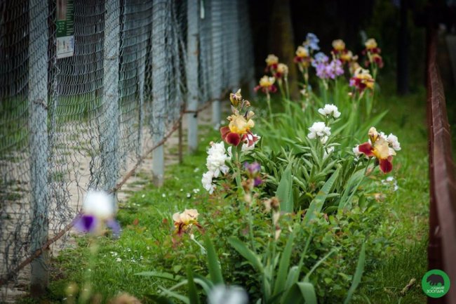 Квіти Луцького зоопарку: 37 дивовижних фото