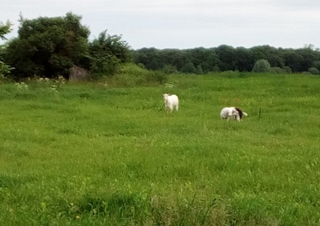 Колись людне село на Волині перетворилось на хутір, де проживає лише дві людини. ФОТО