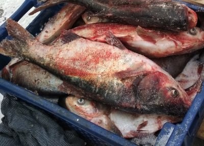 На луцькому ринку знайшли десятки кілограмів нелегальної риби. ФОТО