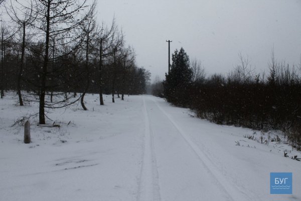 Зима у волинському лісі: тиша, краса та турбота про тварин