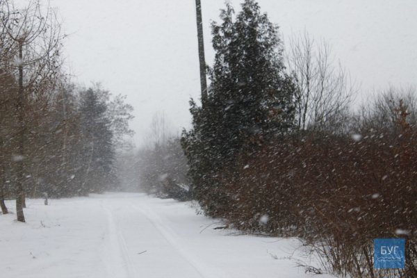 Зима у волинському лісі: тиша, краса та турбота про тварин