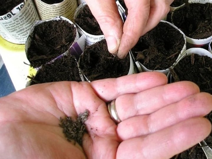 Коли що сіяти на розсаду: збережіть собі детальний календар на 2026 рік