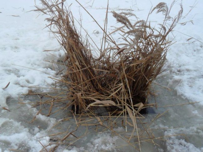 У «Цуманській пущі» рятували рибу від задухи