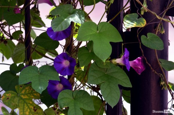 Фотопогляд: вулиця Лесі Українки