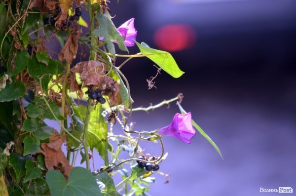 Фотопогляд: вулиця Лесі Українки