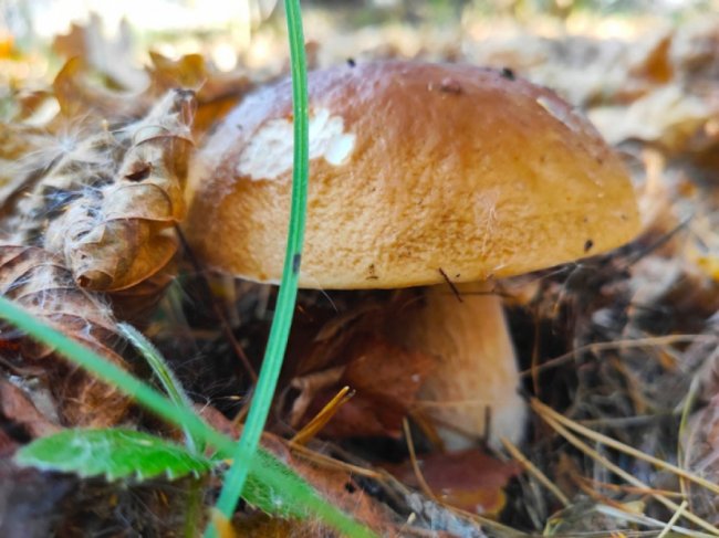 Волинянин поділився світлинами вдалого грибного «улову». ФОТО