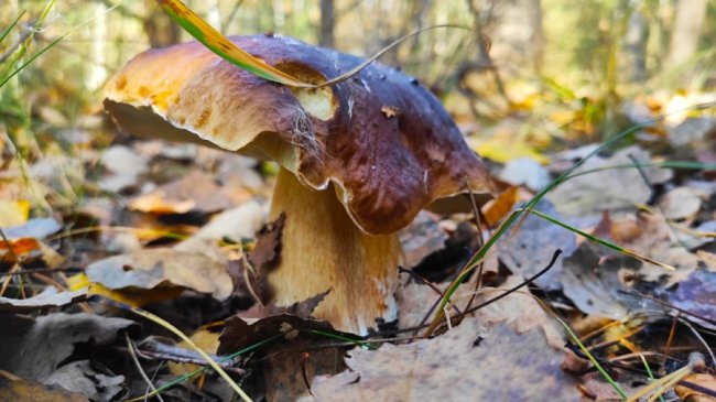 Волинянин поділився світлинами вдалого грибного «улову». ФОТО