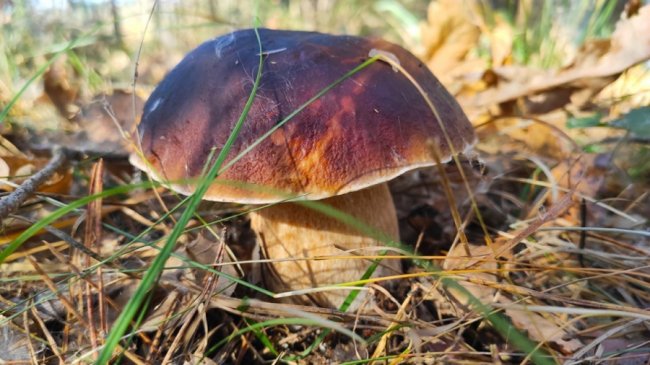 Волинянин поділився світлинами вдалого грибного «улову». ФОТО