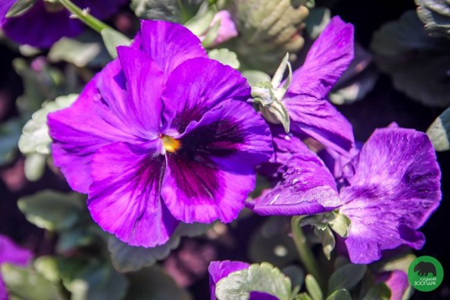 Луцький зоопарк вбрався у різнобарвні шати. ФОТО