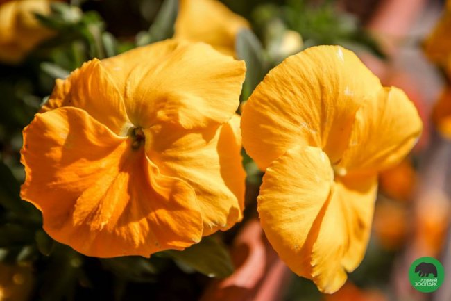 Луцький зоопарк вбрався у різнобарвні шати. ФОТО