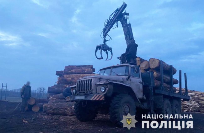 Незаконні рубки лісу та підроблення документів: службовій особі підприємства на Волині оголосили підозру 