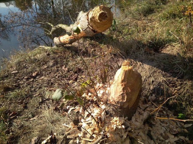Бобри погризли і повалили дерева у луцькому парку. ФОТО
