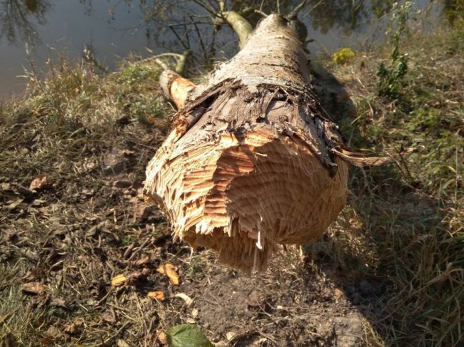 Бобри погризли і повалили дерева у луцькому парку. ФОТО