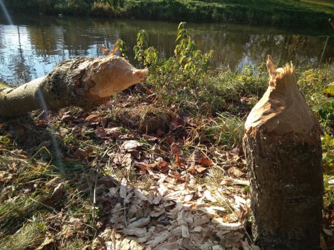 Бобри погризли і повалили дерева у луцькому парку. ФОТО