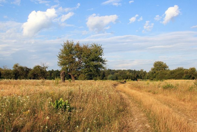 Мальовнича та неповторна природа волинського села. ФОТО