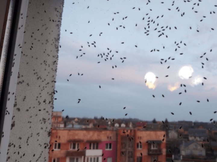 На Світязі – аномальне нашестя комах: атакують людей і тварин