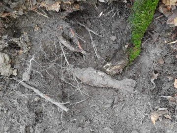 У полі поблизу Жидичина знайшли вибухонебезпечний предмет