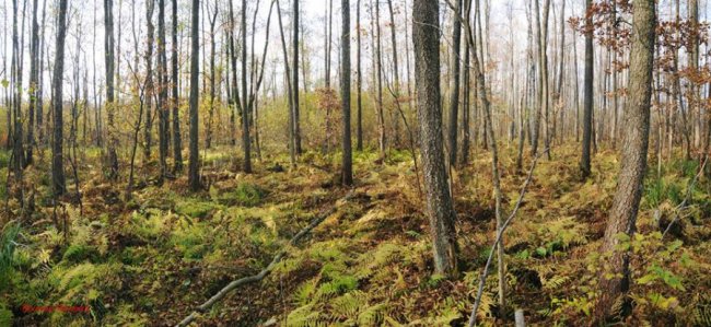 Луцький фотограф поділився світлинами волинського заказника