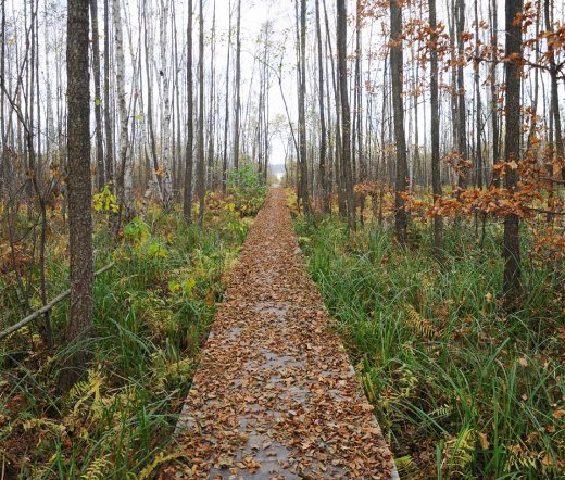 Луцький фотограф поділився світлинами волинського заказника