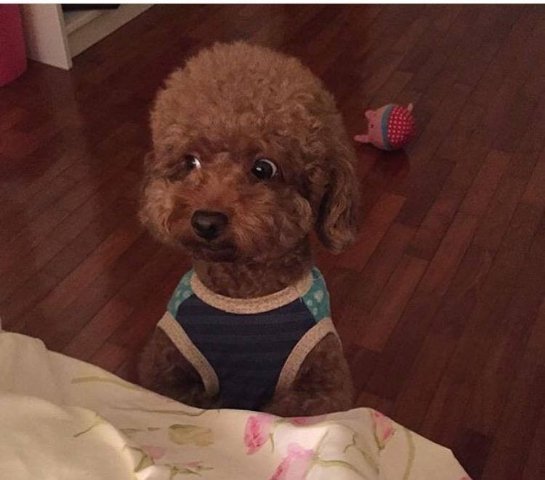 Фото «котячо-собачого» хіт-параду від Луцького зоопарку (част. 3)