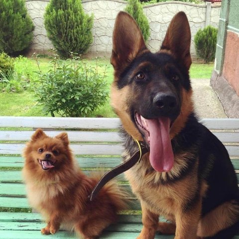 Фото «котячо-собачого» хіт-параду від Луцького зоопарку (част. 3)