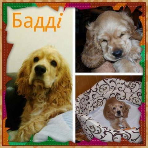 Фото «котячо-собачого» хіт-параду від Луцького зоопарку (част. 3)