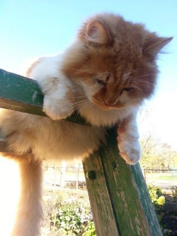 Фото «котячо-собачого» хіт-параду від Луцького зоопарку (част. 3)