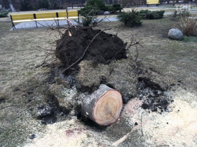 На Верховну Раду впало дерево. ФОТО
