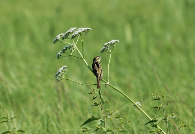 Волинський фотограф «упіймав» червонокнижну пташку