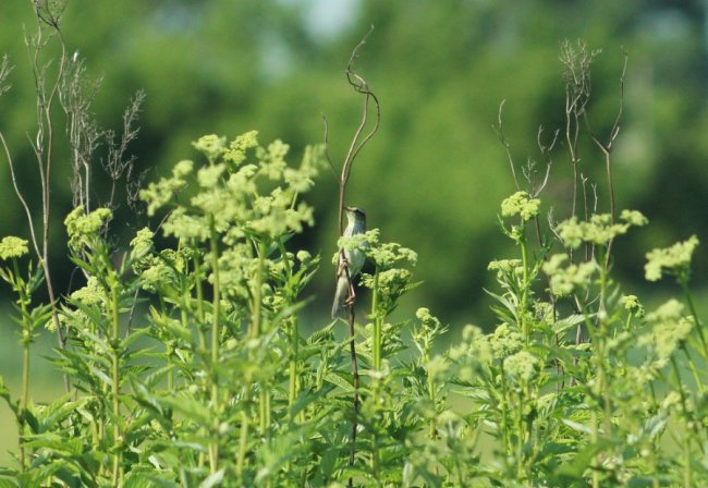 Волинський фотограф «упіймав» червонокнижну пташку