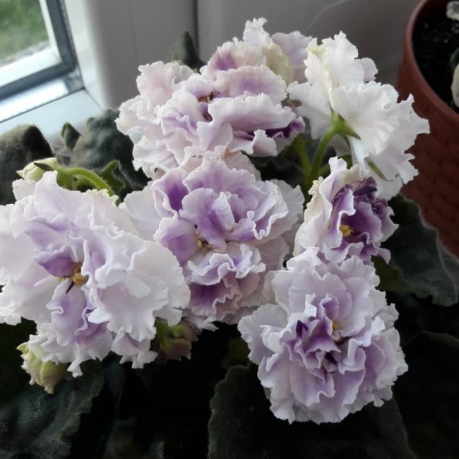 Вирощує фіалки і в’яже оригінальні сумки: як волинянка знайшла своє хобі