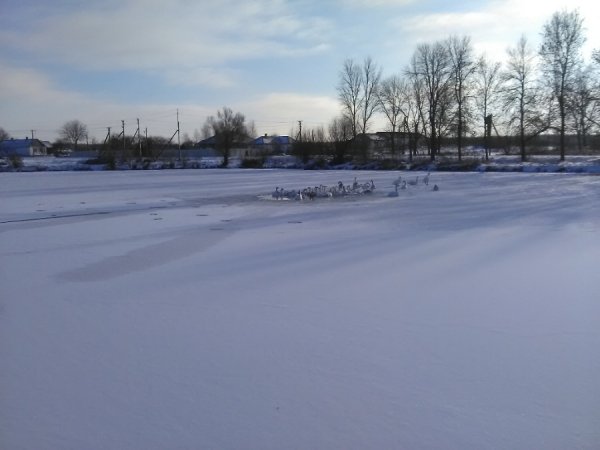 На Волині рятувальники звільнили з крижаного полону 45 лебедів