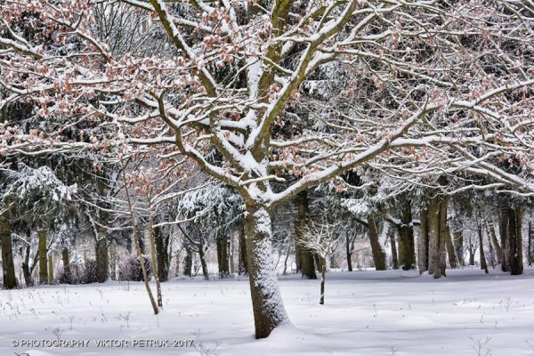 У мережі показали казковий луцький парк під снігом
