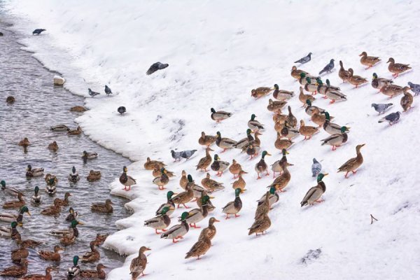 У мережі показали казковий луцький парк під снігом