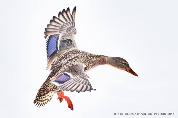 У мережі показали казковий луцький парк під снігом