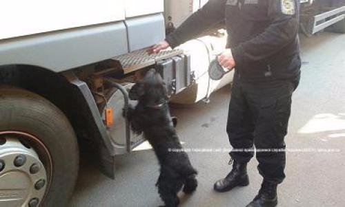 На Волині прикордонні собаки виявили 7 тисяч пачок сигарет. ФОТО