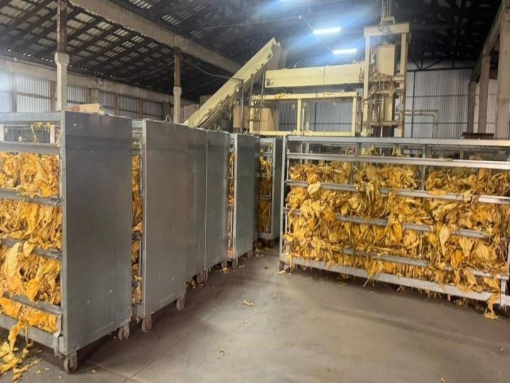 Фермери на Волині підпільно вирощували тютюн у промислових масштабах