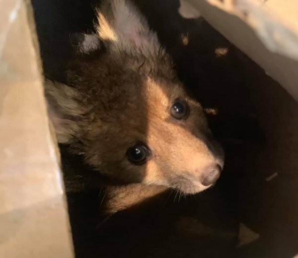 Волинянка врятувала трьох лисенят, яких намагалися продати на «приманку» собакам