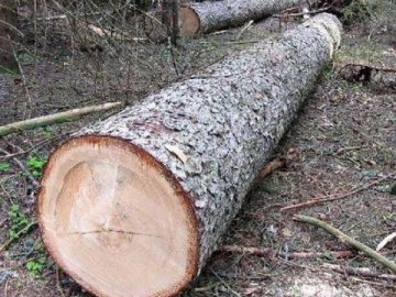На Волині крадіями лісу займуться правоохоронці