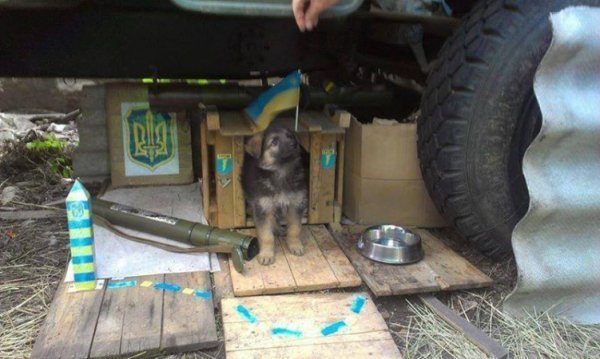 Зворушливі фото з передової: фронтові улюбленці солдатів. ФОТО