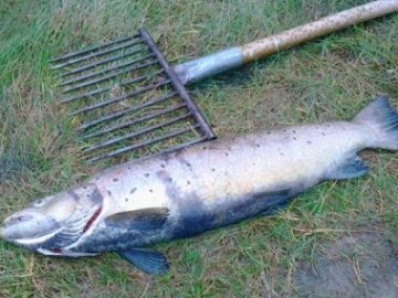 На Волині школяра судили за браконьєрство