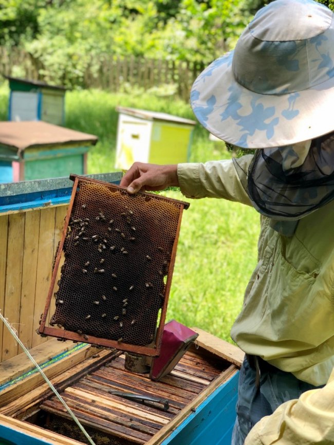 У лісництві на Волині відновлюють пасіку. ФОТО. ВІДЕО