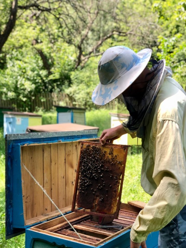 У лісництві на Волині відновлюють пасіку. ФОТО. ВІДЕО