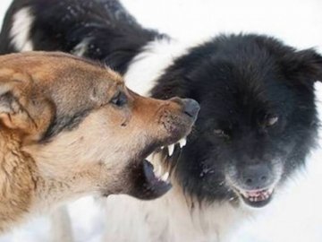 У Луцьку жінку покусали бродячі пси