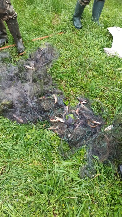 На волинському озері спіймали браконьєрів, які сітками зловили 7 кілограмів риби 