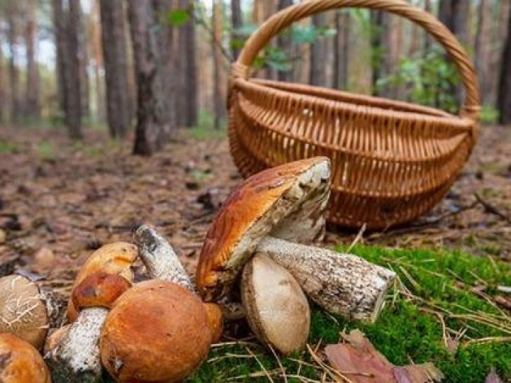 На Волині 10-річний хлопчик отруївся грибами