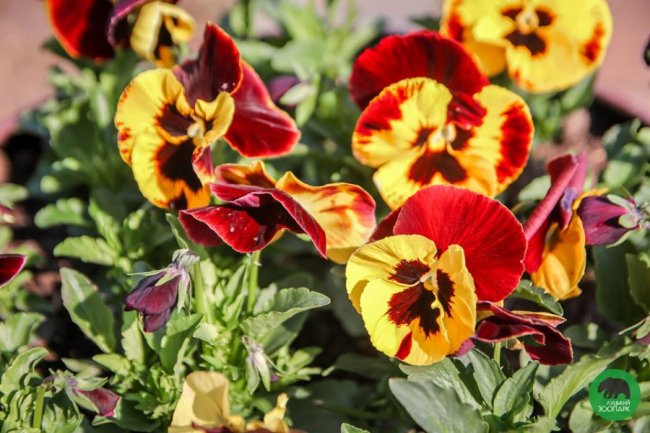 Луцький зоопарк вбрався у різнобарвні шати. ФОТО